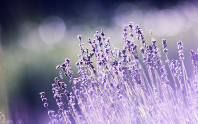 Fatty alcohol report is published