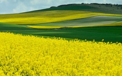 The rapeseed oil price has increased around EUR 190 pmt in 2 weeks.