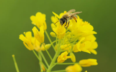 CPO futures likely to trade lower