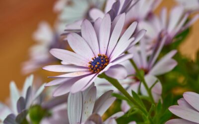 The crude glycerine market remains short on a short-term period