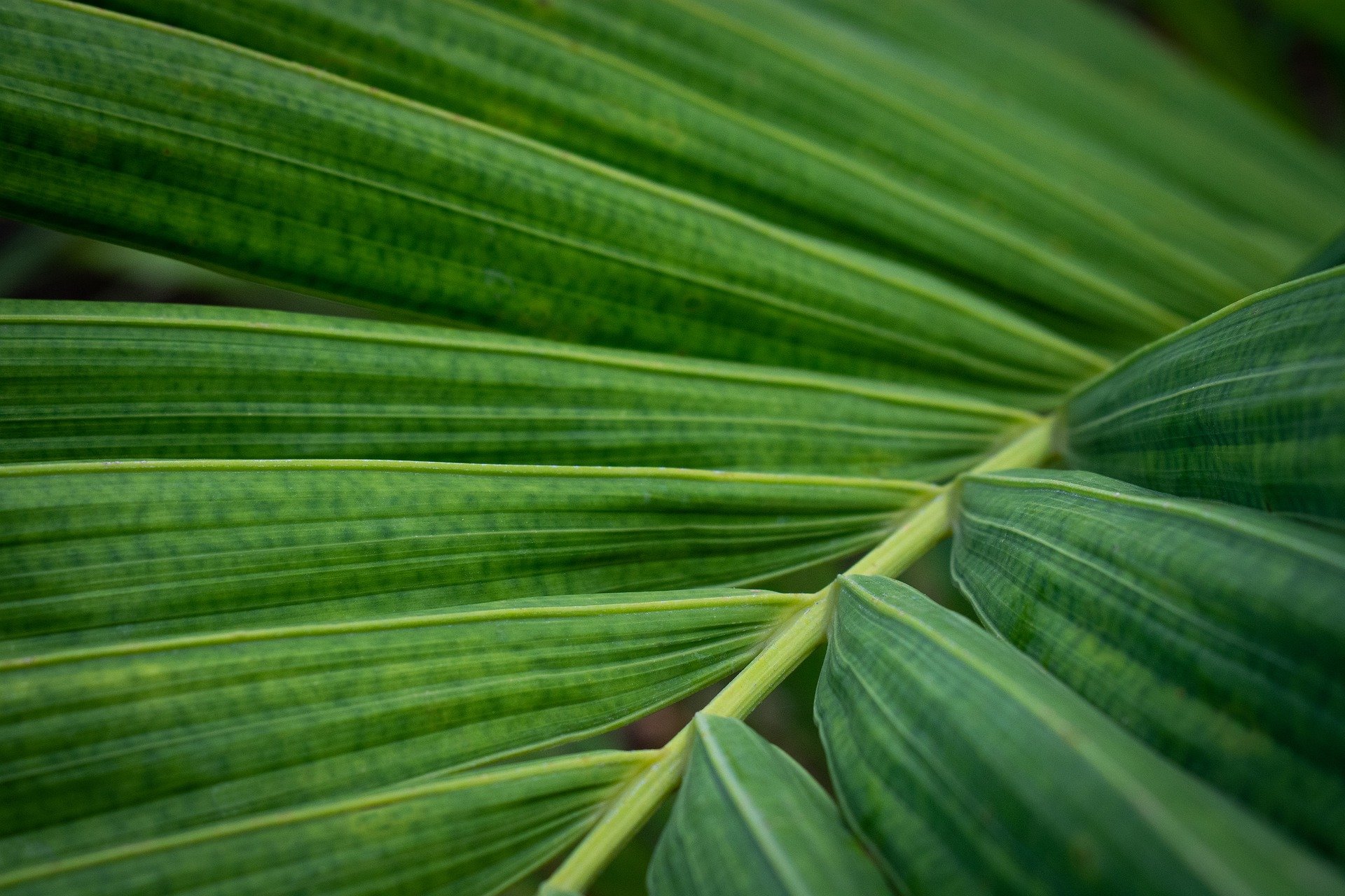 hd-wallpaper-4902795_1920