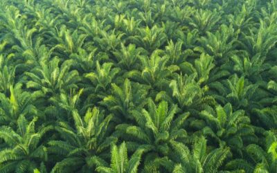 India’s move towards sustainable palm oil usage