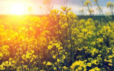 China shuts down soybean crushing plants due to regulation