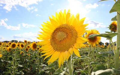 South East Asian Refined Glycerine prices heading towards USD 2000 pmt FOB