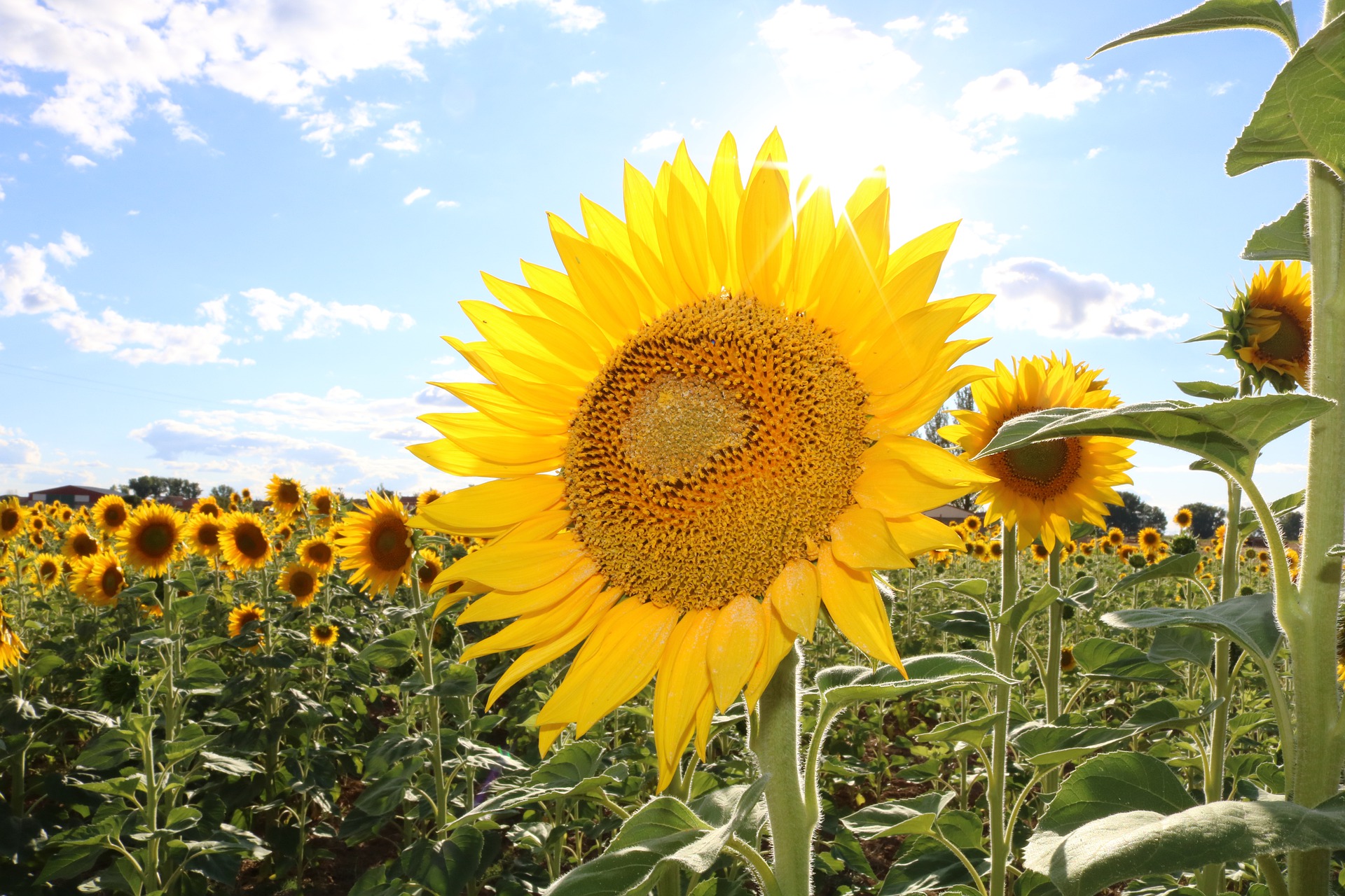 sunflower-g2549b5007_1920