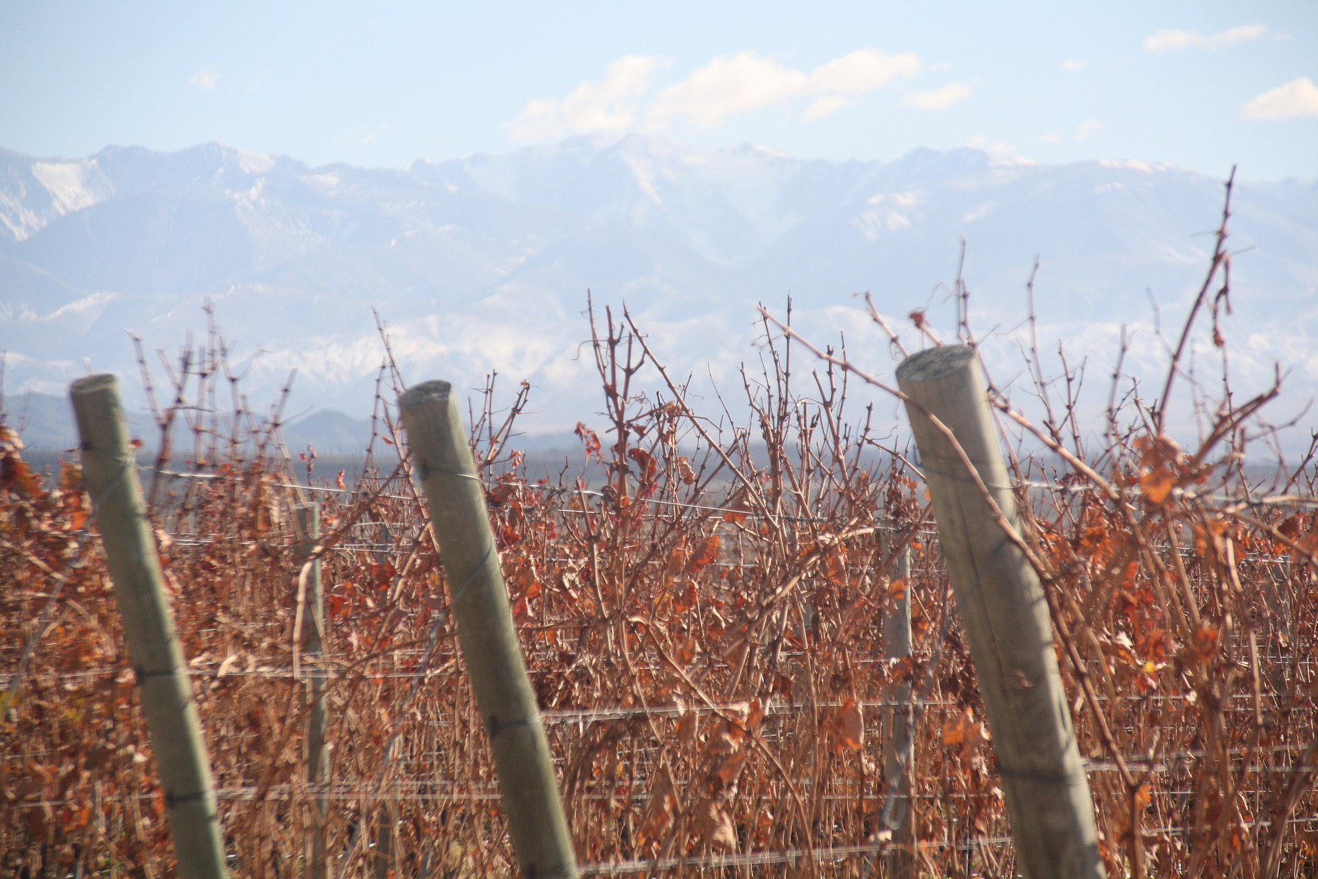 vineyard-g65a64602f_1920