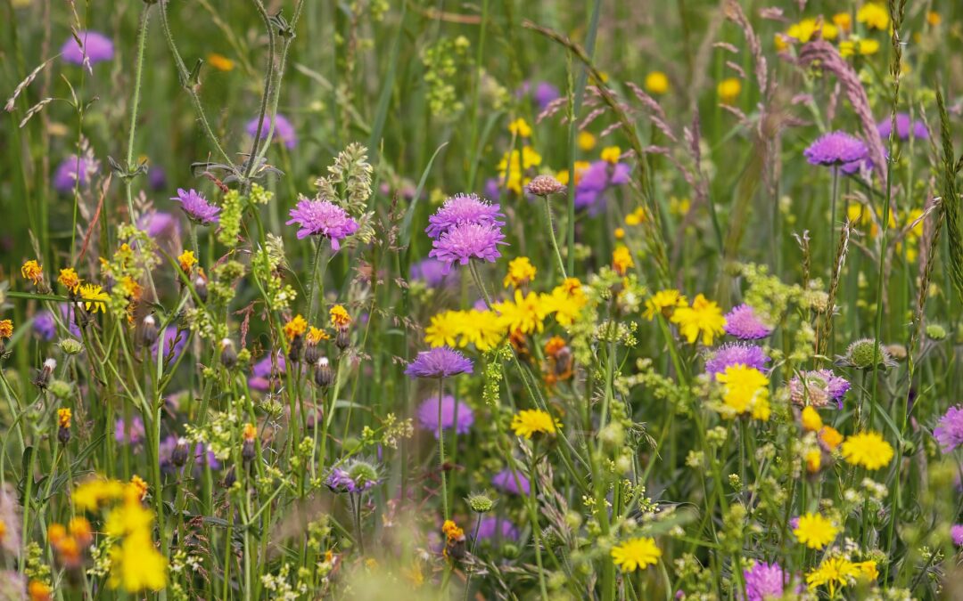 Chinese crude glycerine market information