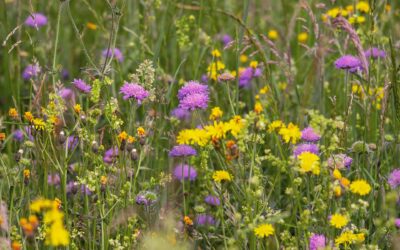 Chinese crude glycerine market information