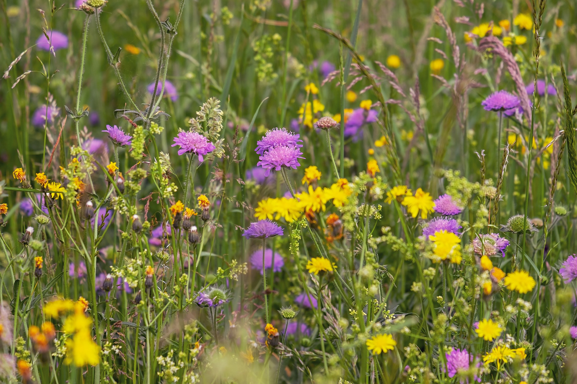 wild-flower-meadow-3386014_1920