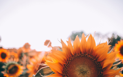 The 3 major key points regarding the glycerine market for the last quarter 2022