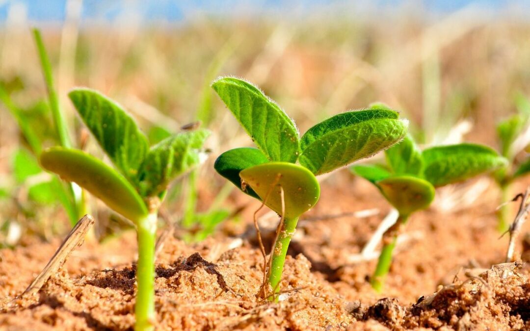 After the Chinese New Year holidays, the market has been very active