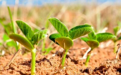 After the Chinese New Year holidays, the market has been very active