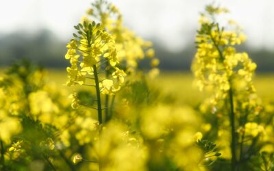 The biodiesel market is a strong driver of the consumption of vegetable oils and fats as well as the main source of glycerine generation.