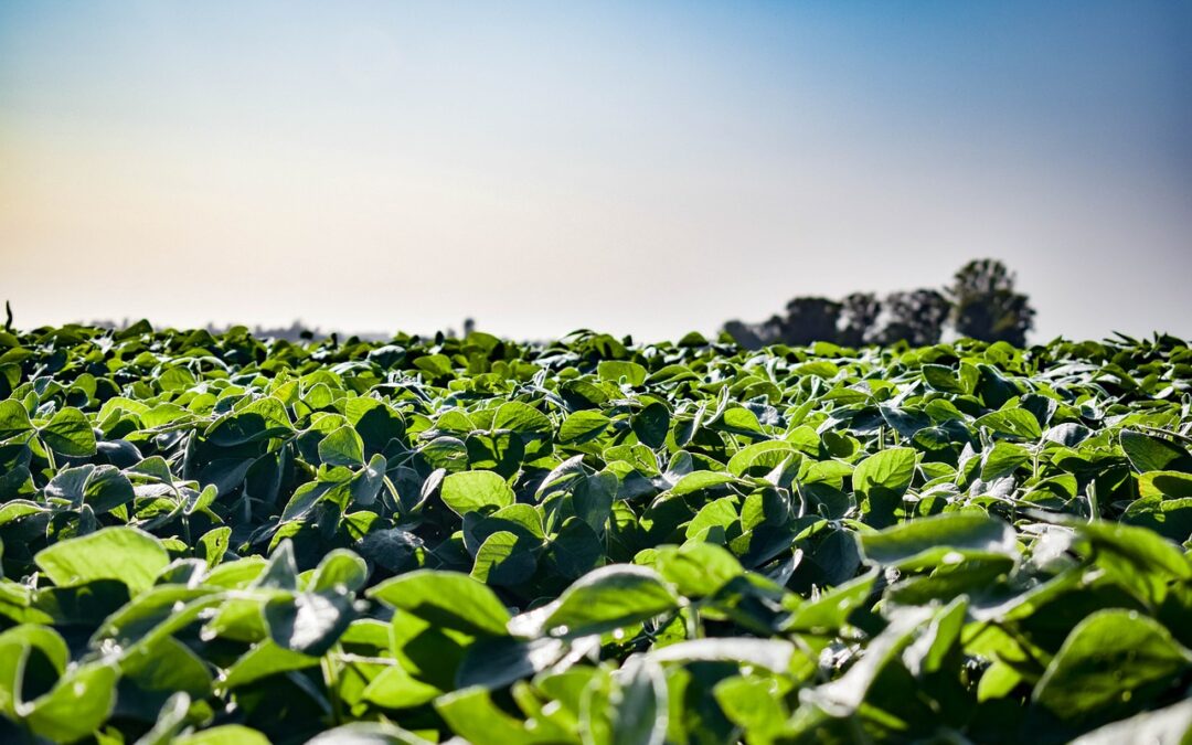 Glycerine market in China