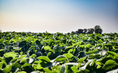 Glycerine market in China