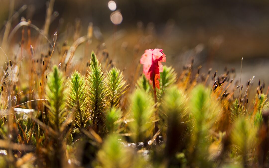 What will be the impact of the European Deforestation Regulation – EUDR on Oleoline reports?