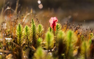 What will be the impact of the European Deforestation Regulation – EUDR on Oleoline reports?